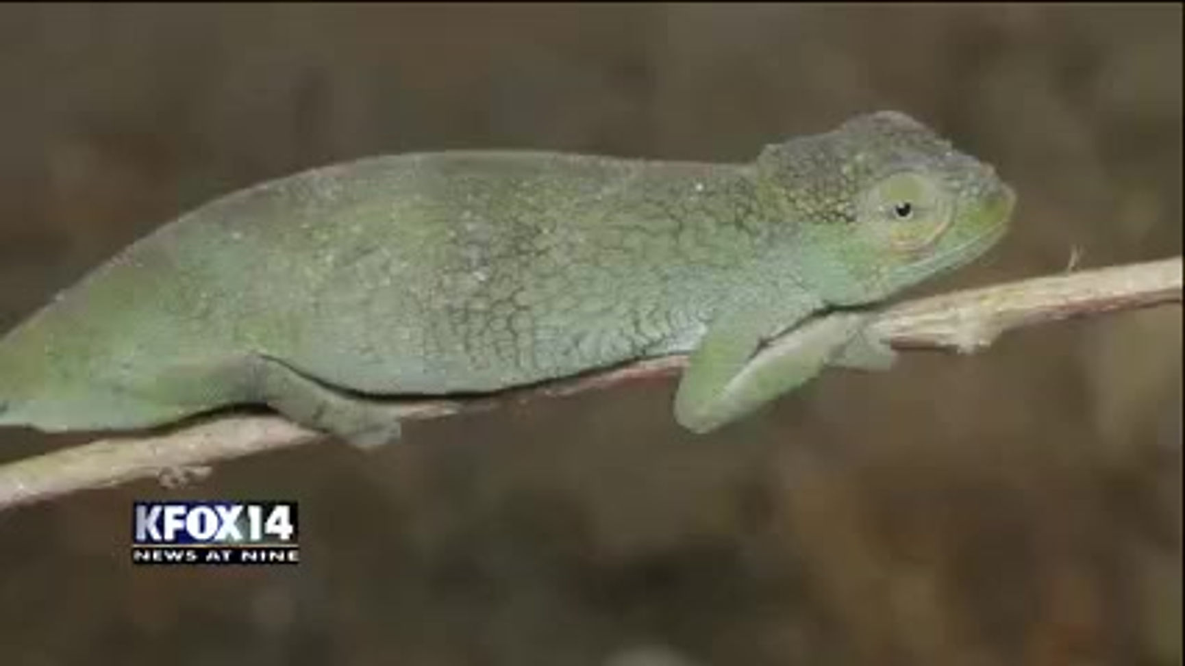 El Paso News - KFOX - New chameleon species - 19 June 2017